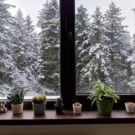 Pine Tree Apartment / Borovets Gardens 외부 사진